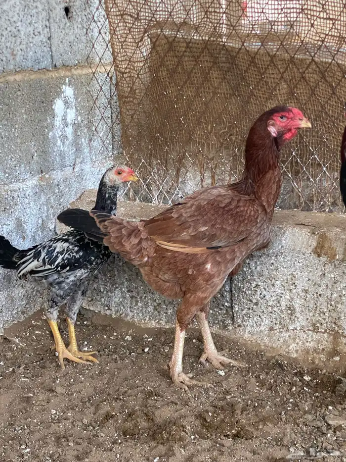 دجاج باكستاني 5