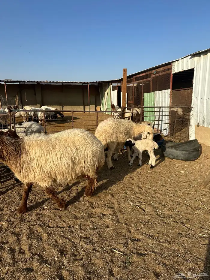 مطافيل انعيم طيبه اللبيع 1