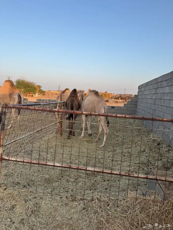 قعود وبكرتين البيع 4