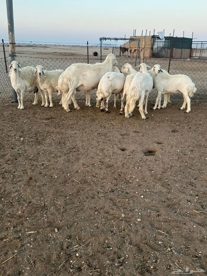 حريات مضاريع 1