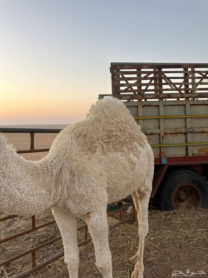 حاشي طيب فل 1