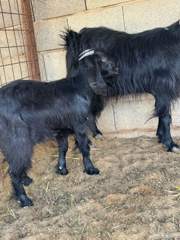 عنز معه جفره 1