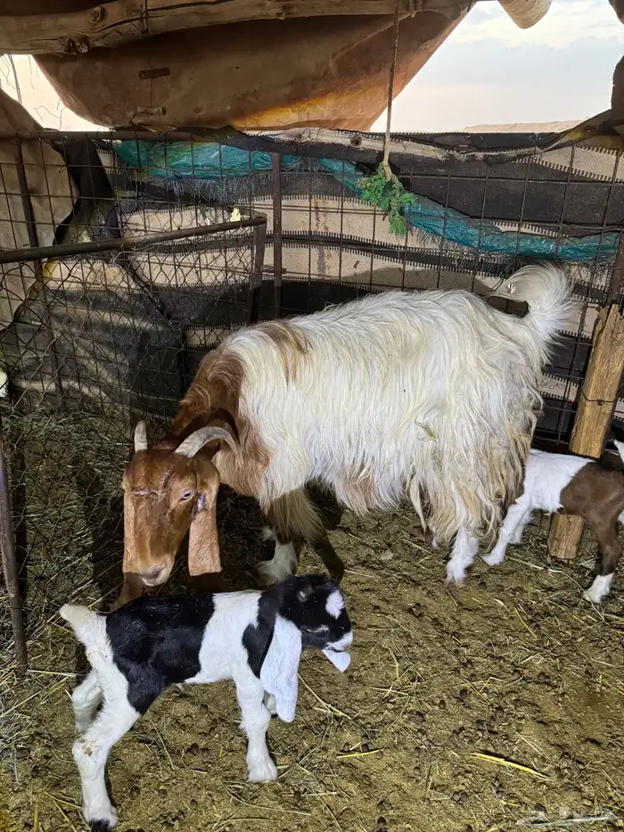 للبيع عنز طيبة متاومة 2