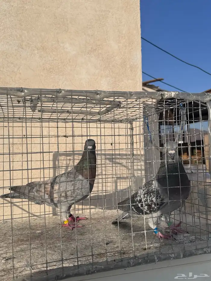 زوج حمام زاجل شرط. 3