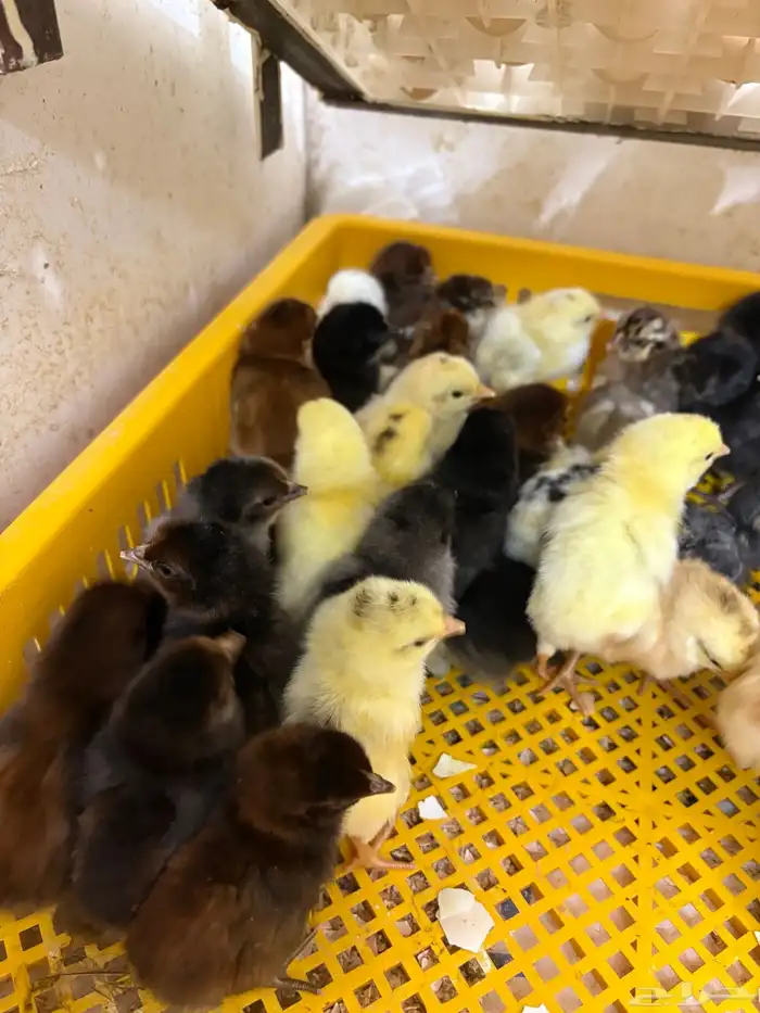 السر طريق جنوب الطائف 3