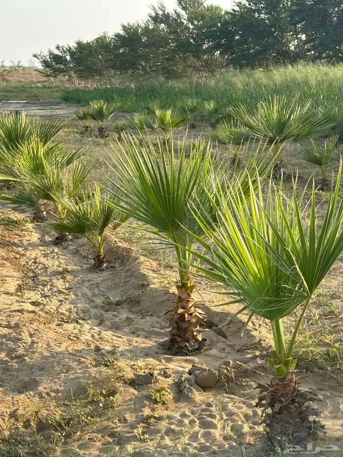 نخل واشنطني 4