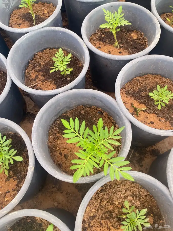 زهور ماري جولد وبيتونيا 2