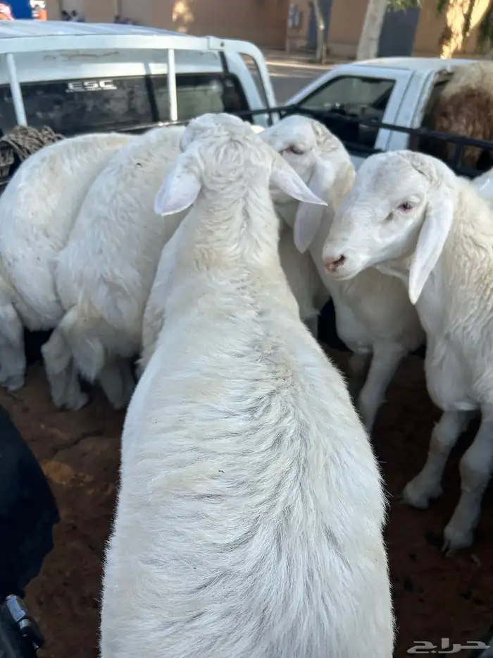 خرفان حريات اعمار من6شهور 2