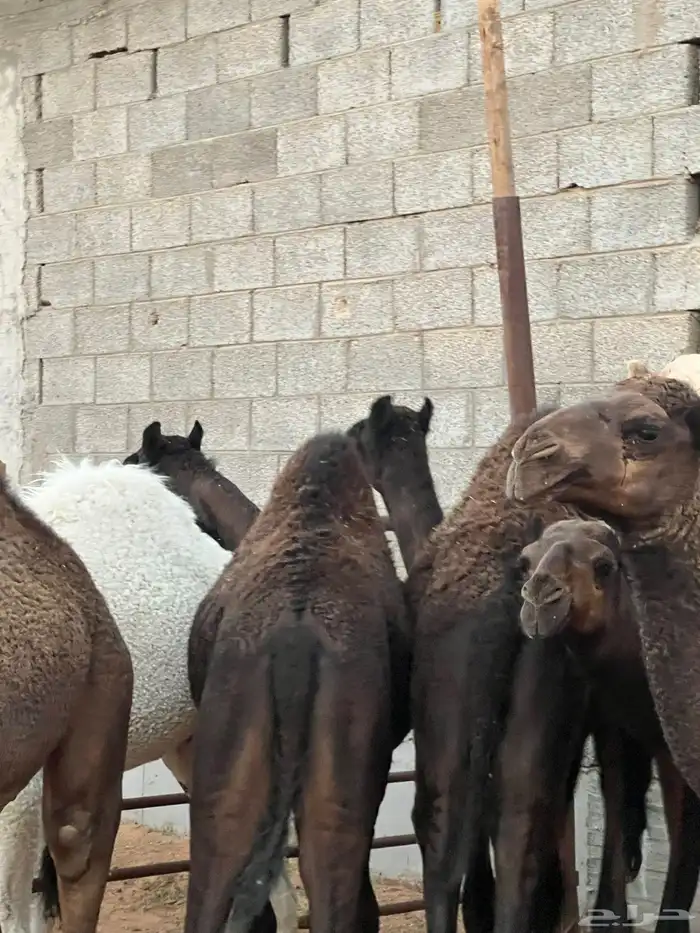 للبيع قعدان 1