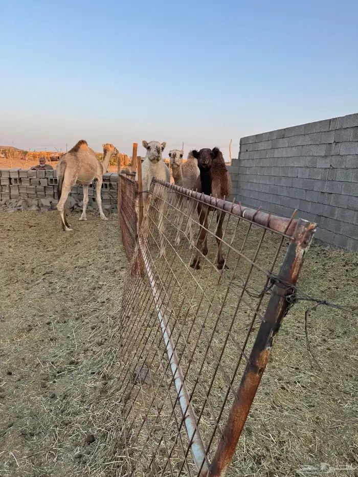 قعود وبكرتين البيع 1