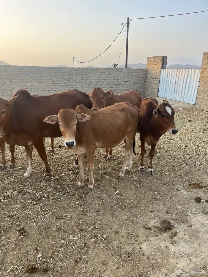 حسلان بلدي للبيع 3