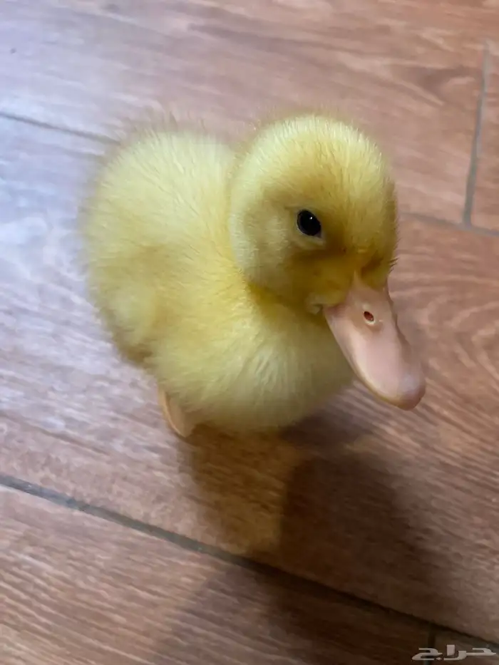 بطه للبيع مع كامل ملحقاتها 0