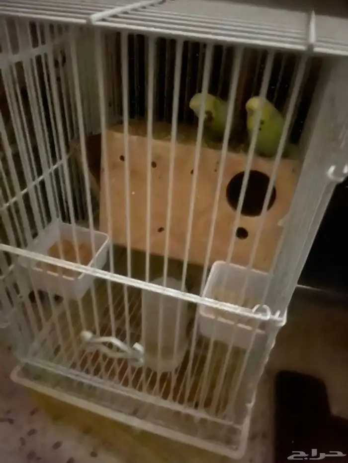 بادجي انقليزي 1