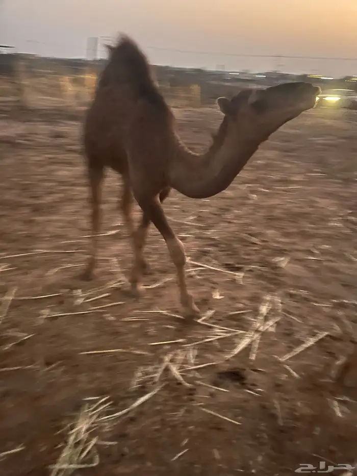 قعود مشروع فحل للبيع 6