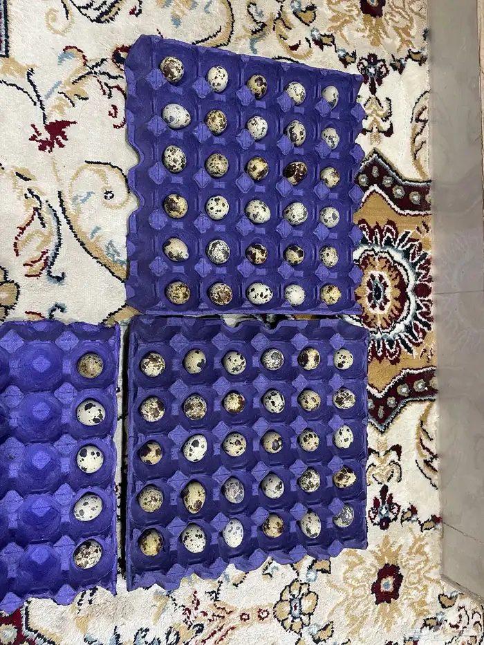 بيض سمان مخصب 0