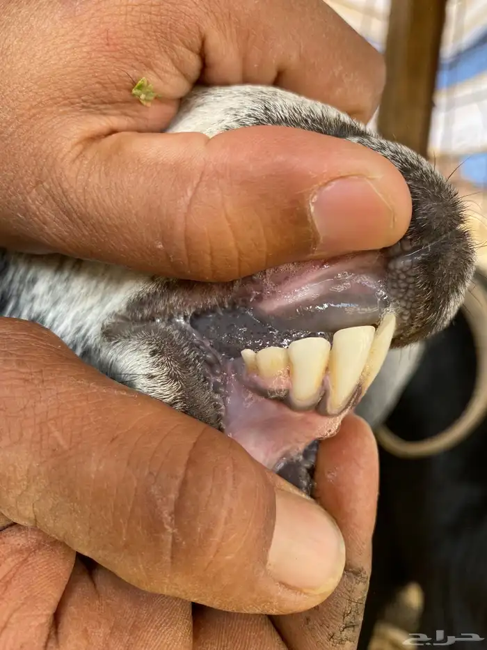 معزا حبشيات اصيله جروم(( تم البيع)) 9