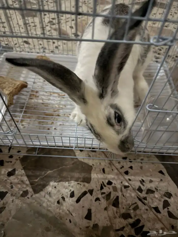 ارنب هولندي اليف 1