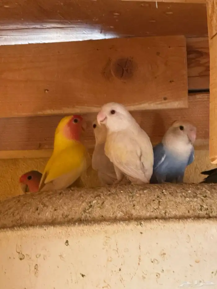 ازوج روزمنتجه 6