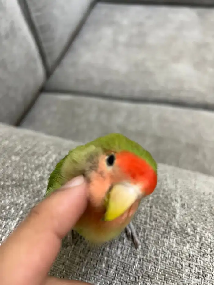 طيور روز ماشاءالله 3