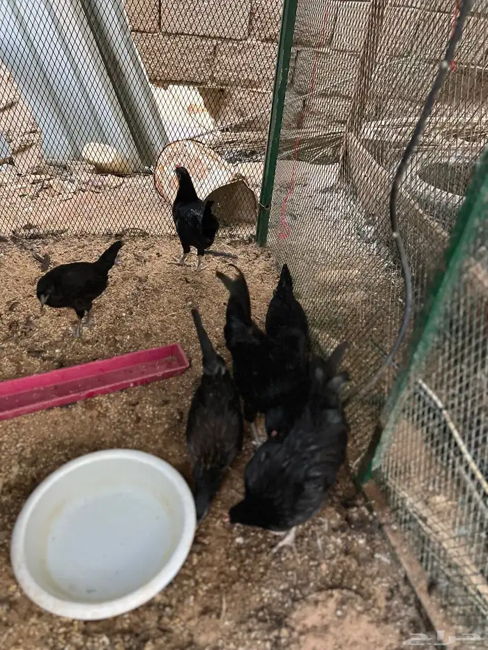 ديكه للبيع 1