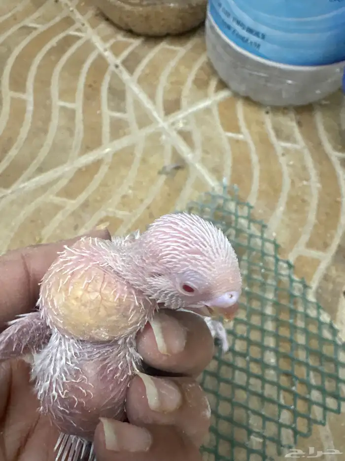 فروخ كروان وفروخ بادجي تحت الغر 4