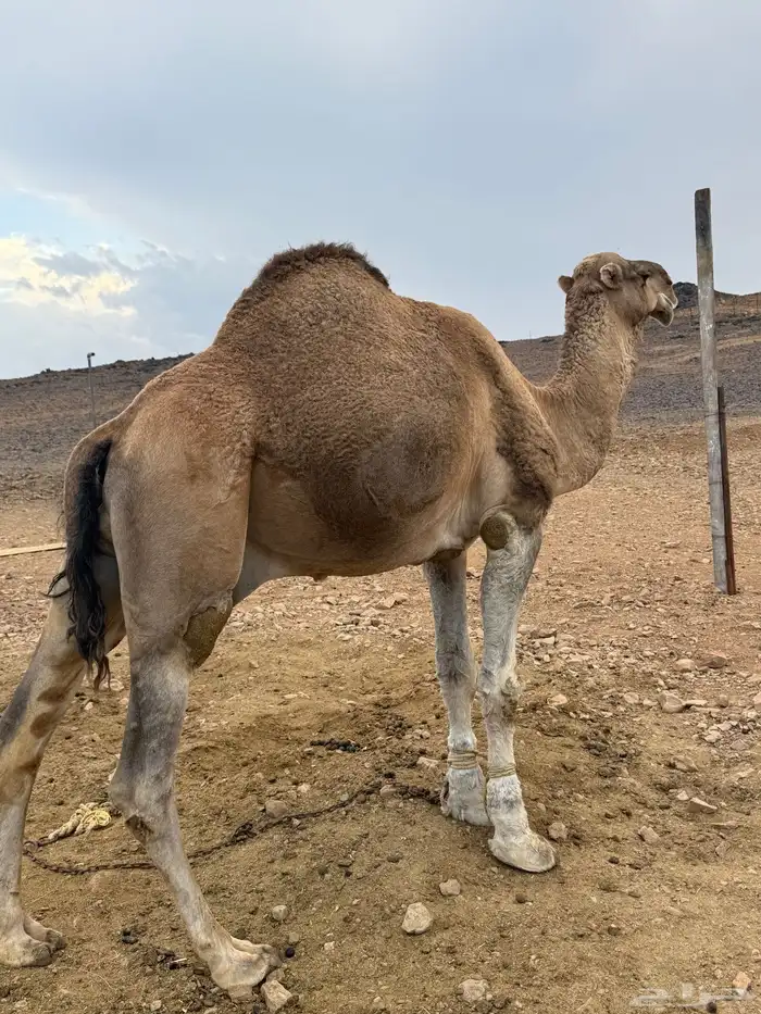 جمل حمر 3