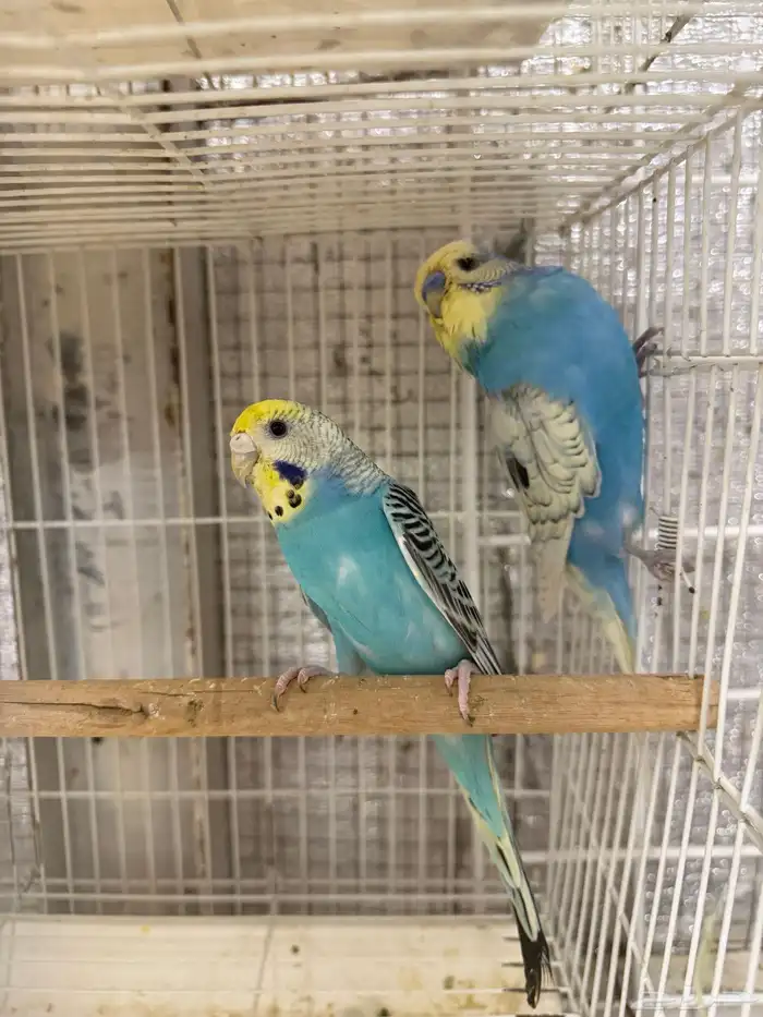 جوز بادجي هولندي مع انتاجه 0