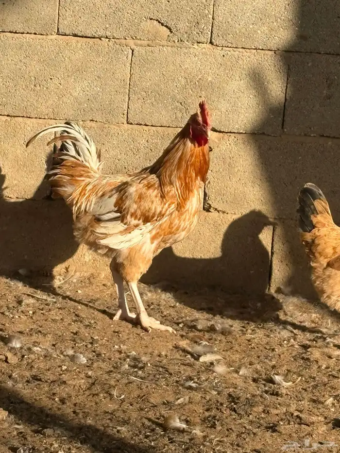 دجاج فرنسي بياض جروم 3