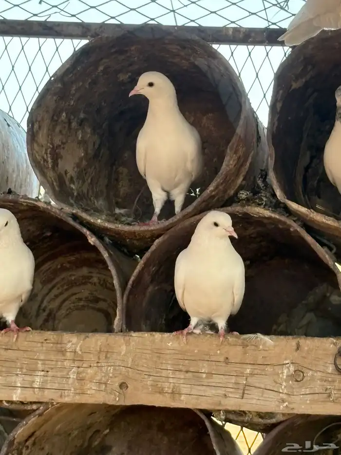 حمام بكستاني شتري عيون سود وشوي بيض 6