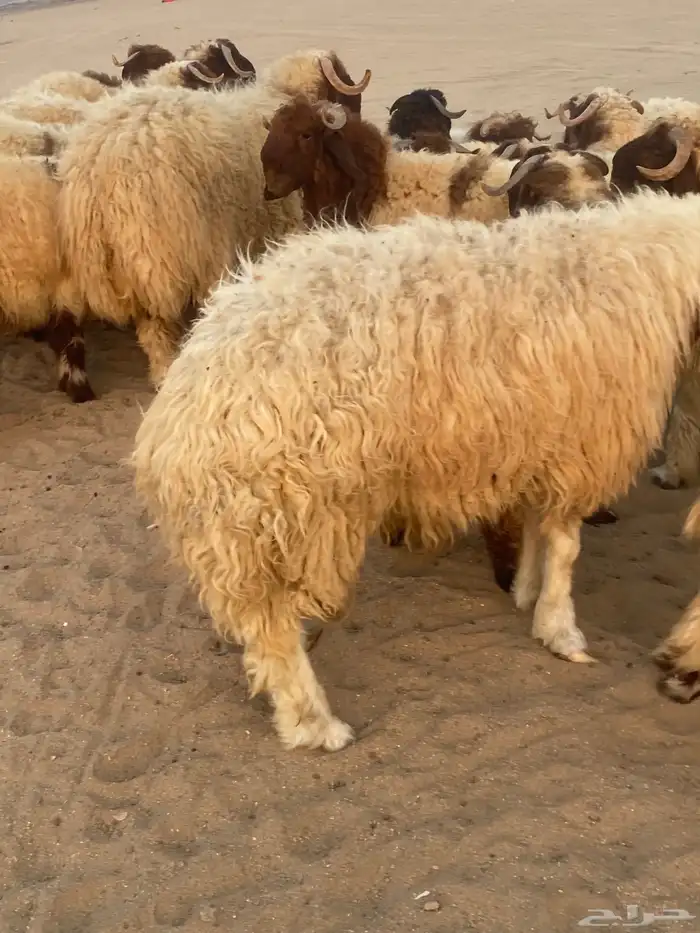 طليان نعيمي فواخر 9