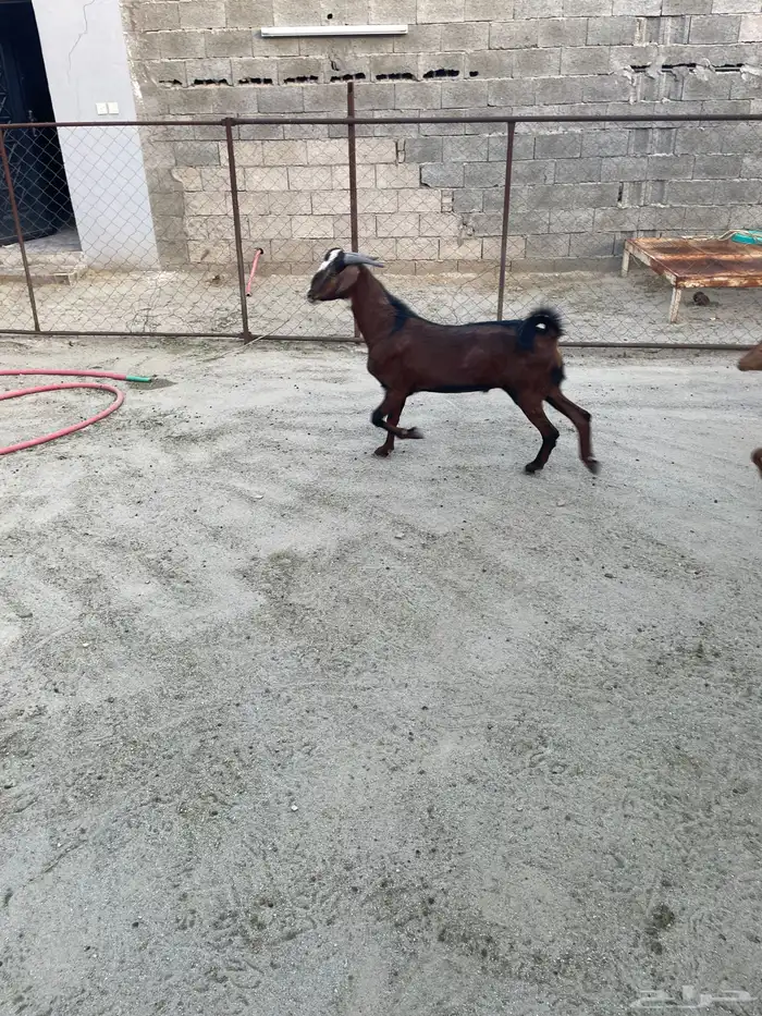 تيس رباع للبيع 0