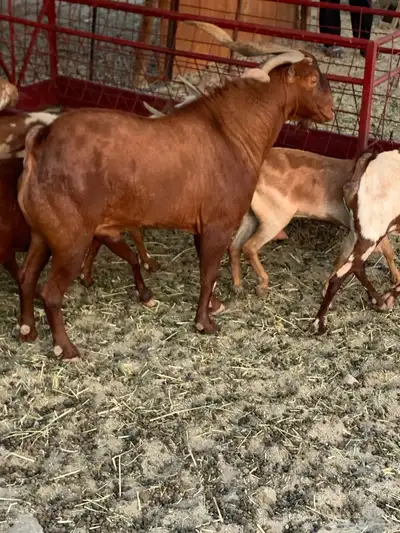 للبيع تيس فحل الدهم index