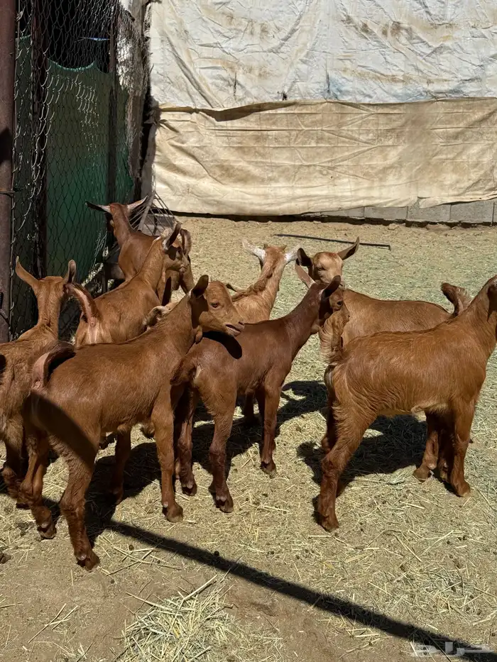 8 معزا حص دهم عليها 8 ذبايح ( تم البيع ) 7