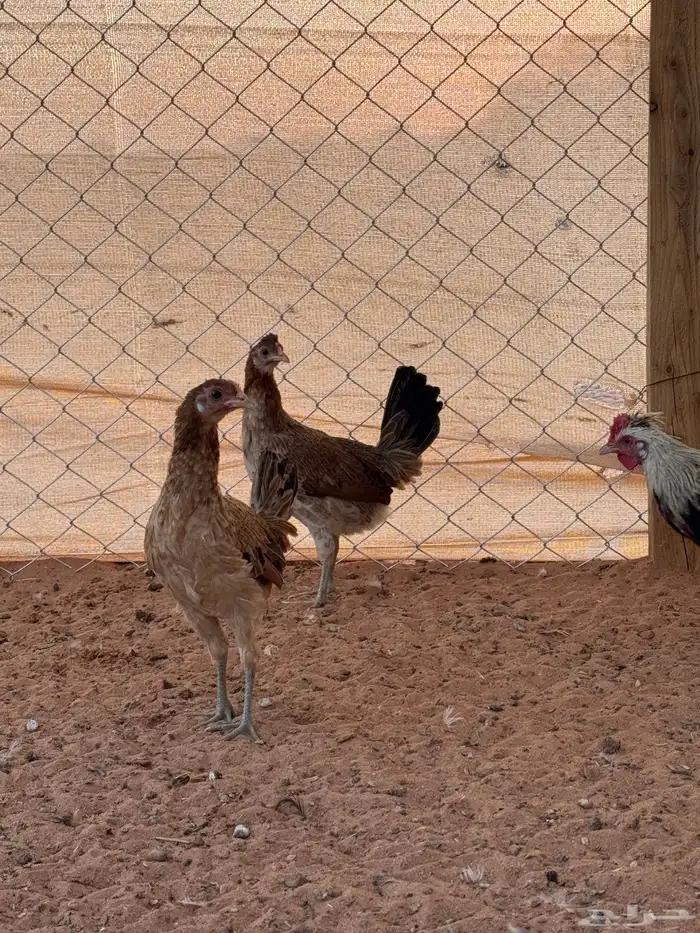 بشاير دجاج عربي وشوكي للبيع 0