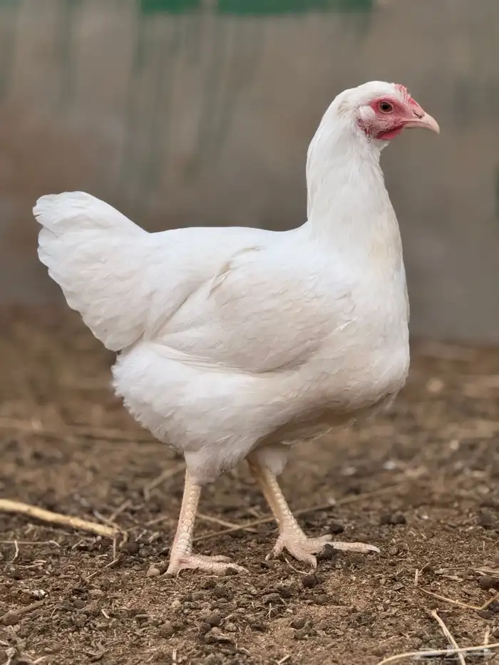 دجاج تركي ابيض صافي جروم طيبه ماشاءالله 7