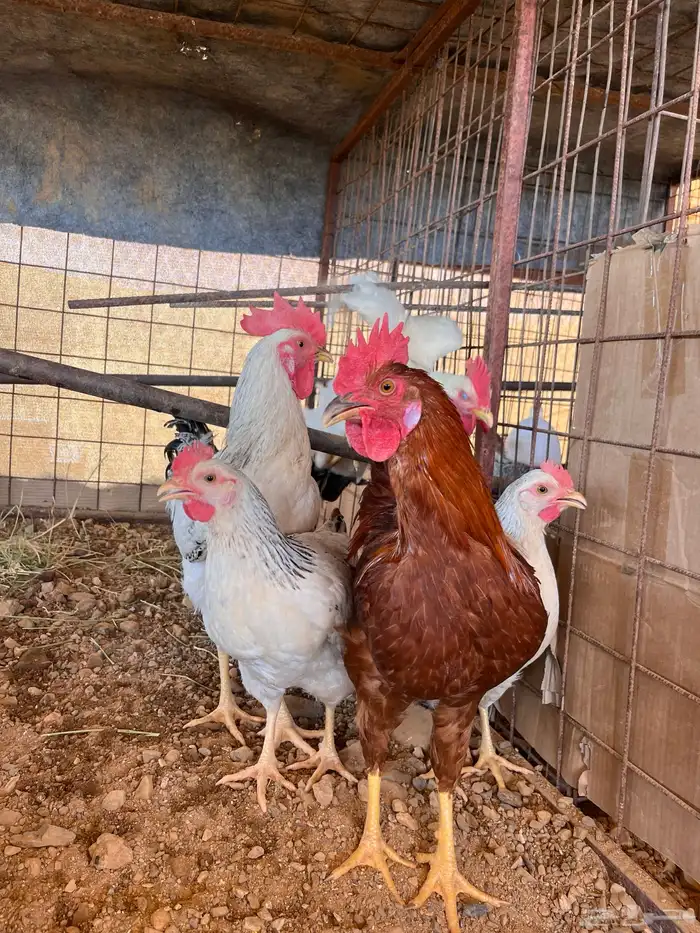 ديك فرنسى و سوسيكس 1