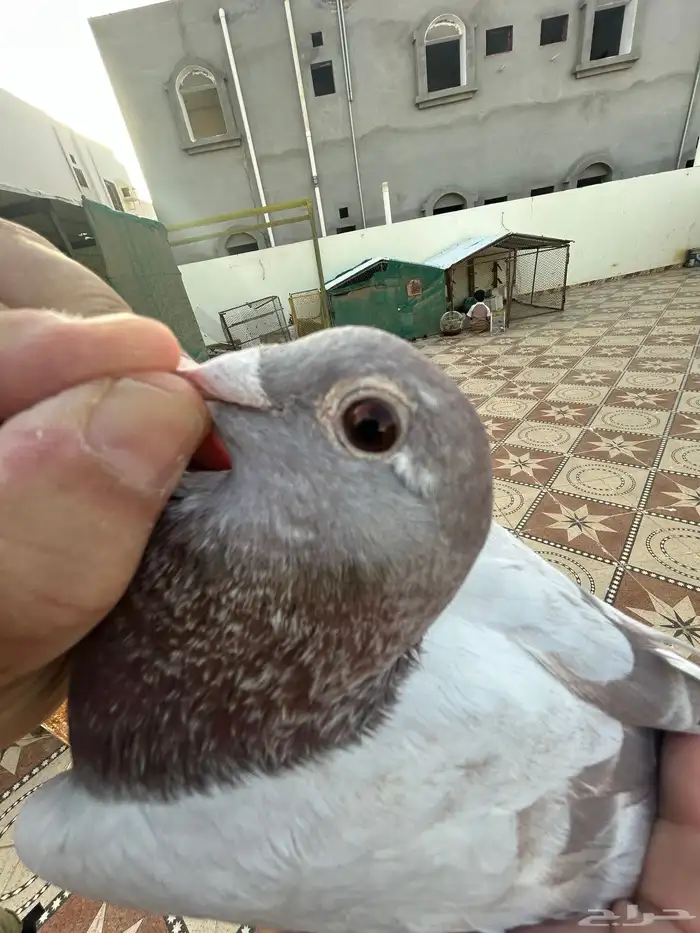 انثى زاجل سباق فخمه 2