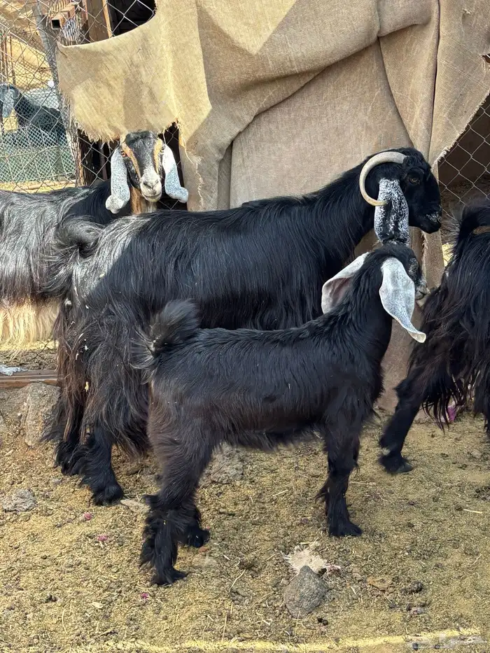 معزا عوارض فاخره 1