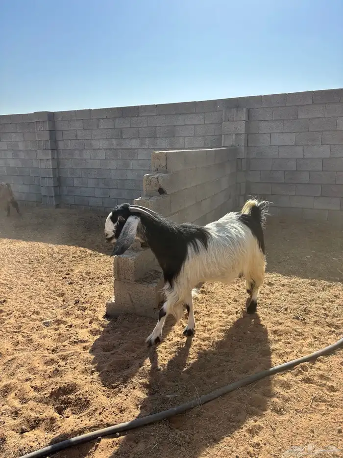 معزا كلها دفيع وعلى الشرط 8