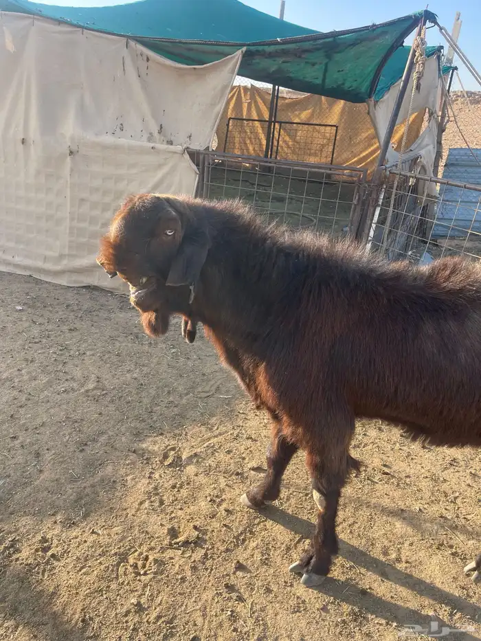 للبيع تيس شامي 0