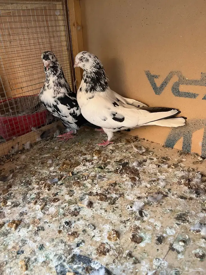 جوز خرش ونمش 2