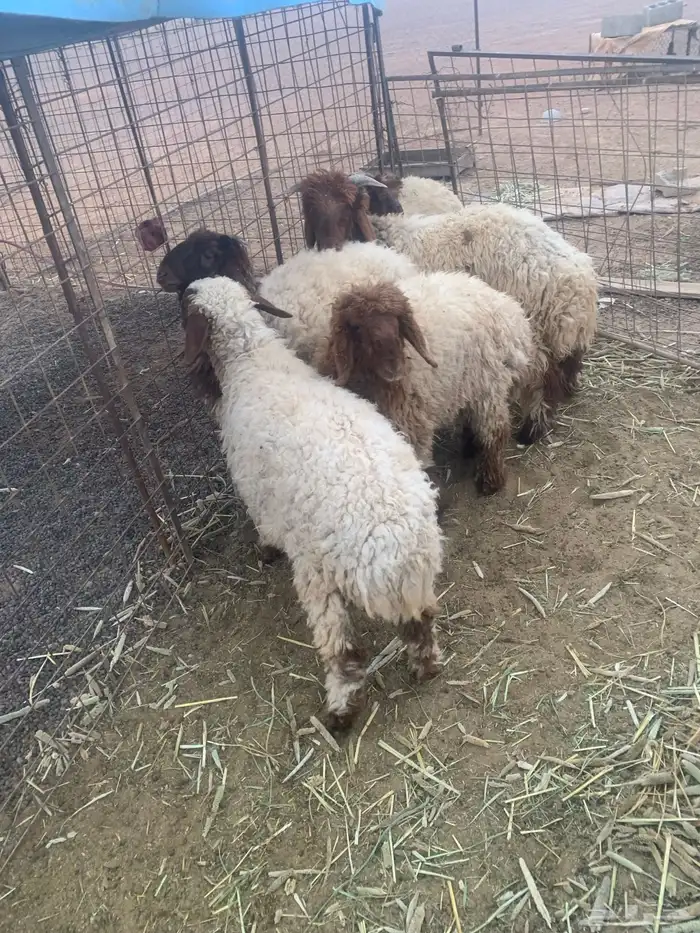 للبيع بهم نعيم3رخال 2خروف 1