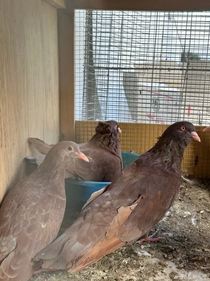 حمام مصري مالطي فاخر 3