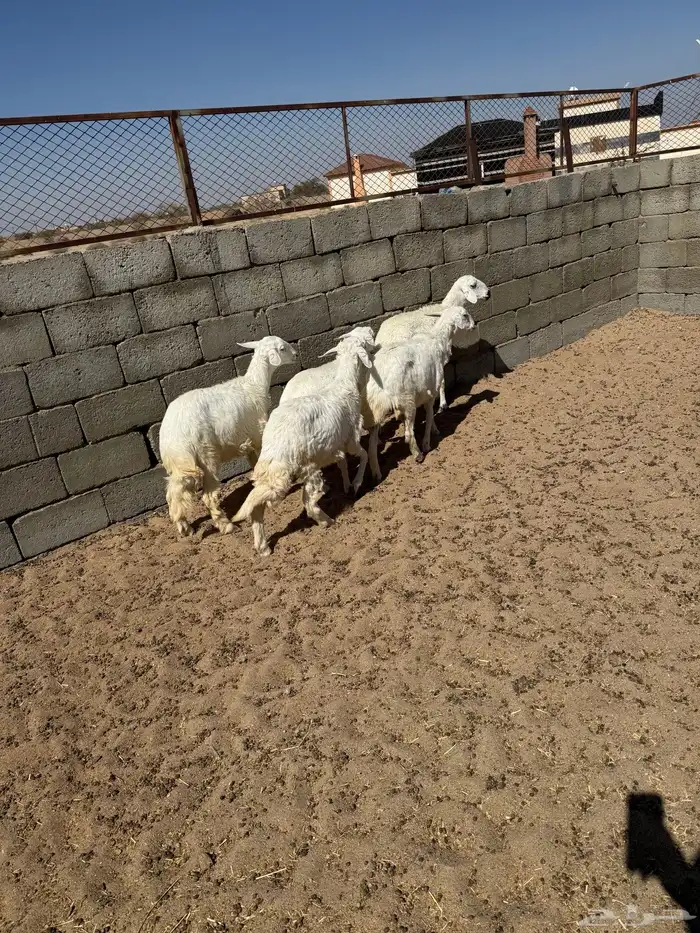 بهم رخال للبيع 2