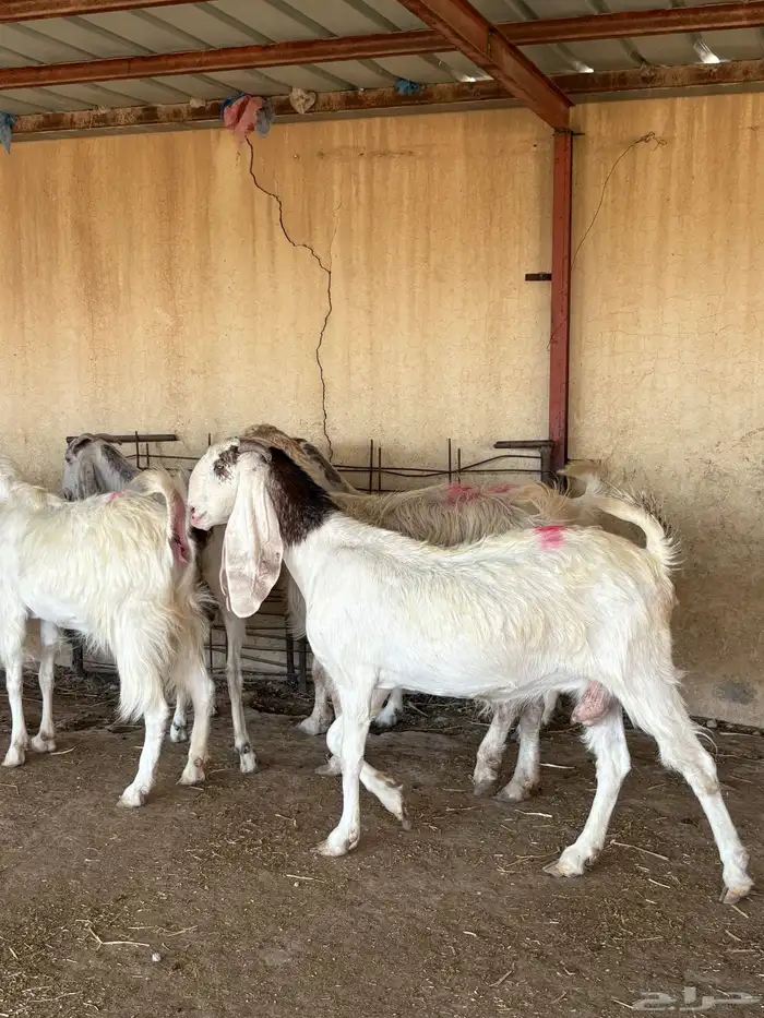 للبيع ماعز بيض دفيع 4