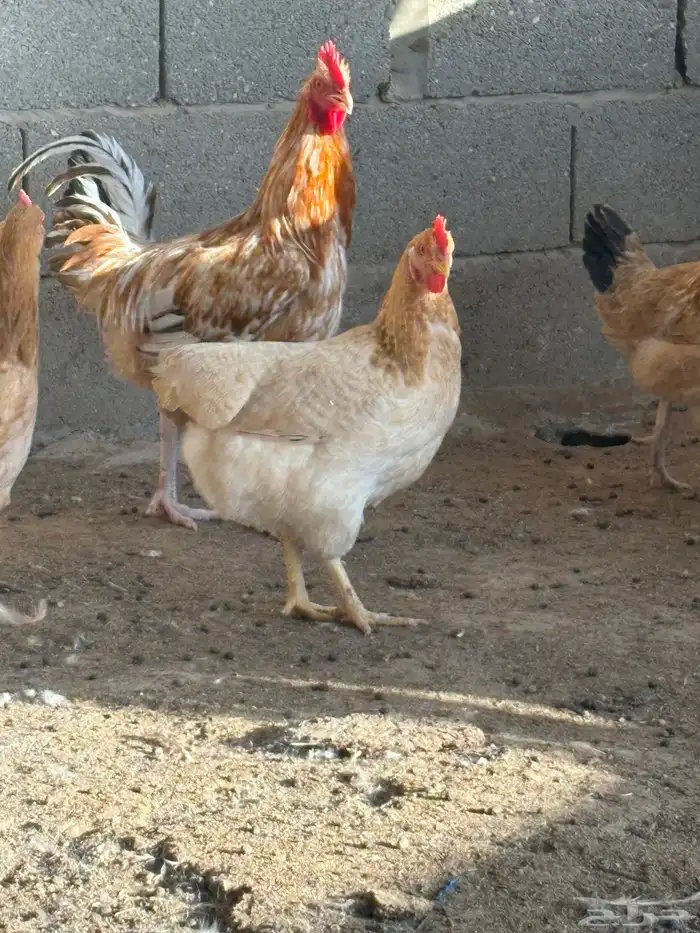 دجاج فرنسي بياض جروم 4