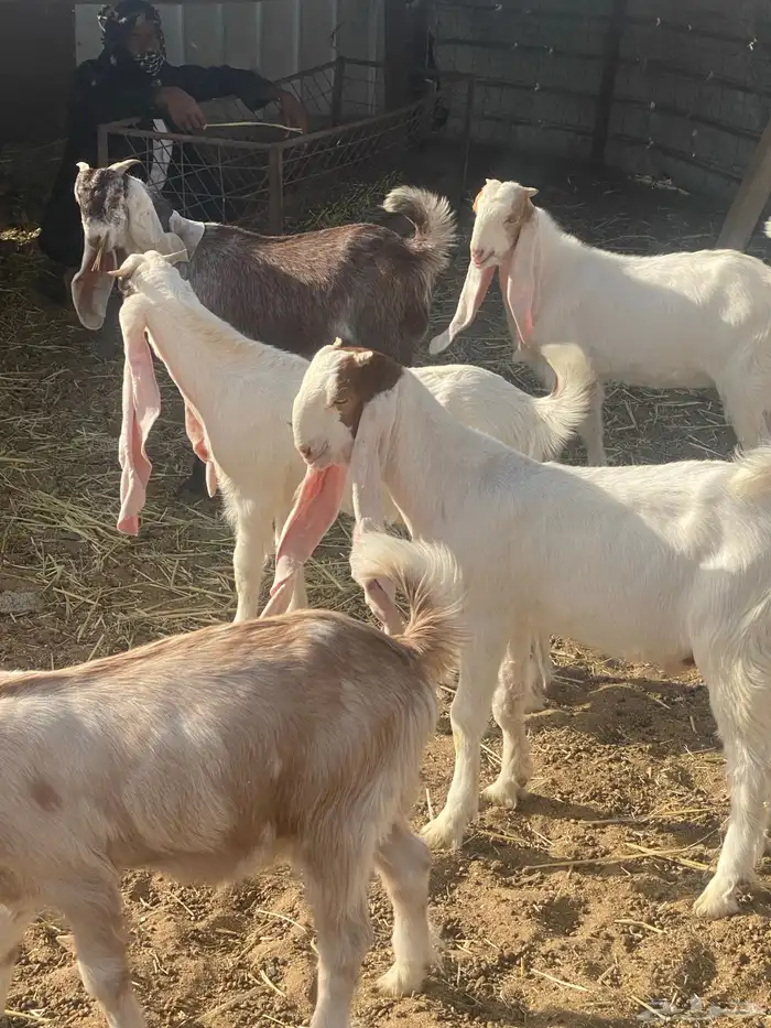 الطايف السديرة الحمادين 2