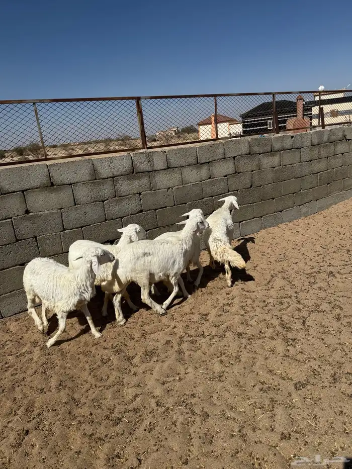 بهم رخال للبيع 3