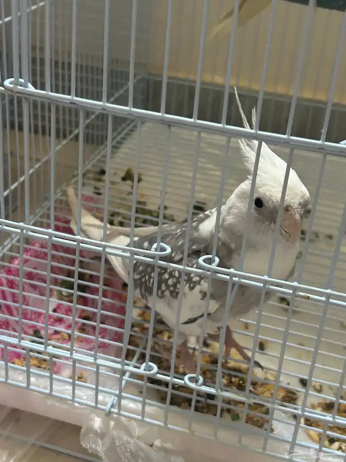 ذكر كروان هولندي 1