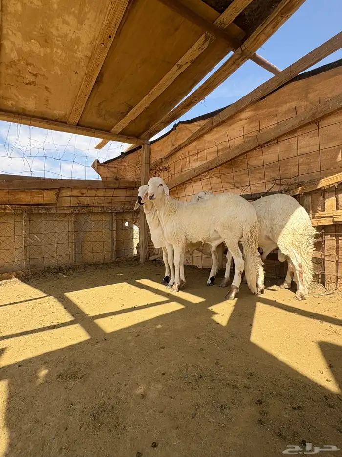 القصيم الرس طريق القرين 1